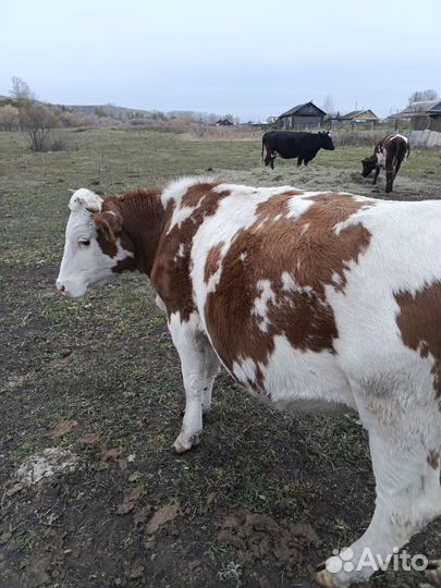 Быки и телки