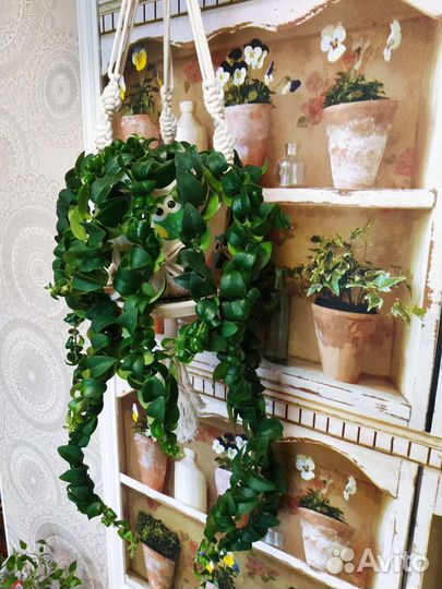 Эсхинантус мона лиза