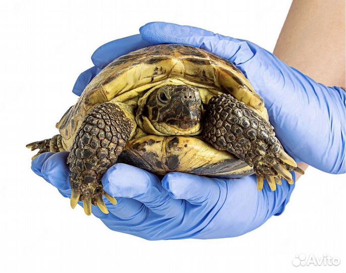 Герпетолог - осмотр, лечение, консультации