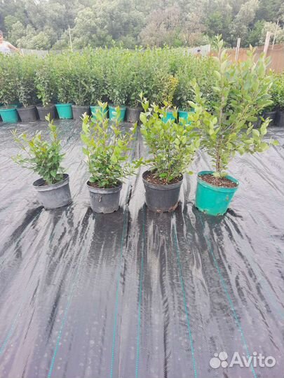 Кизильник блестящий