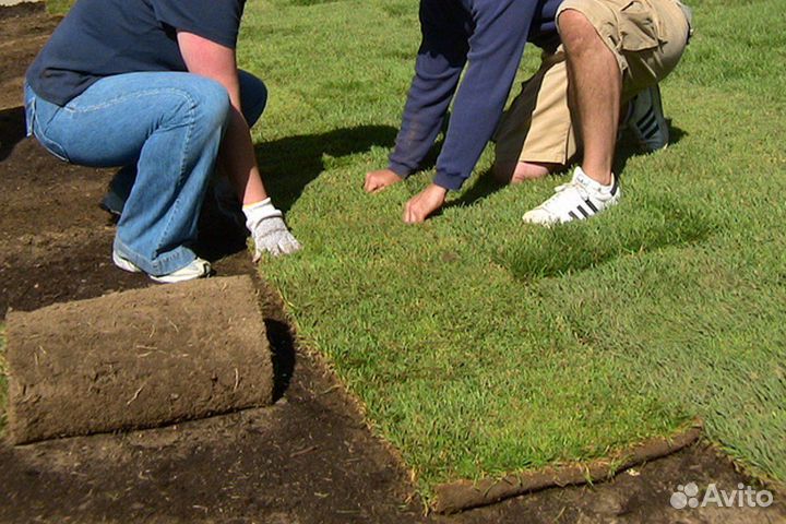 Рулонный газон