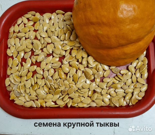 Семена крупной тыквы