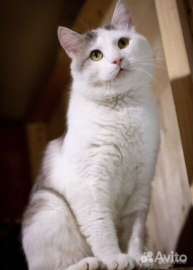 Кот Фунтик