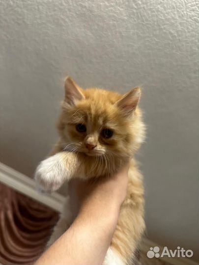 Рыжие кошки бесплатно