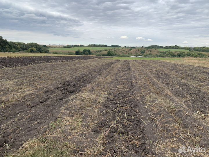 Картофель деревенский