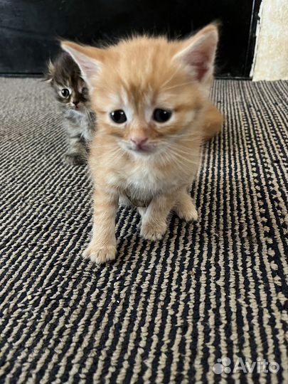 Шотландская