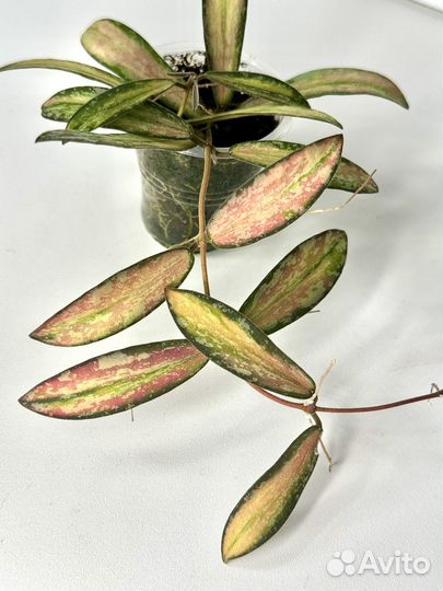 Хойя sigilatis variegata splash
