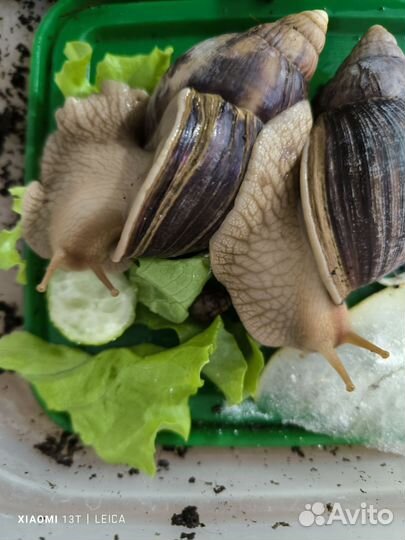 Улитки ахатины