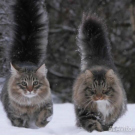 Кошки в добрые руки