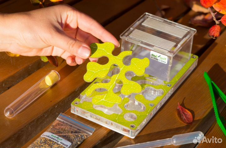 Ферма с муравьями / Формикарий