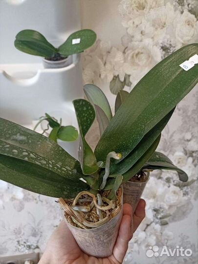 Орхидея фаленопсис