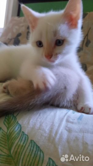 Здоровые котята