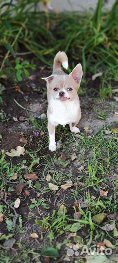 Лиловая мини Чихуахуа