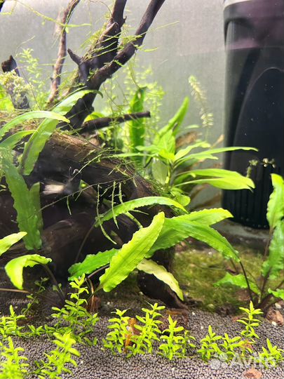 Аквариум 100л