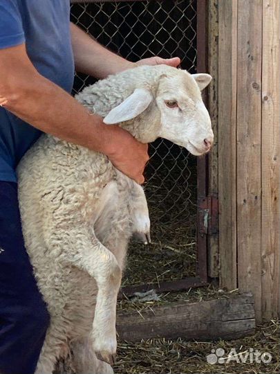 Ягнята Долан/Меринос