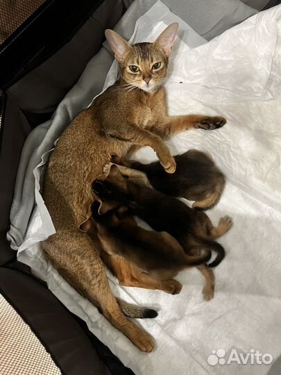 Абиссинские котята