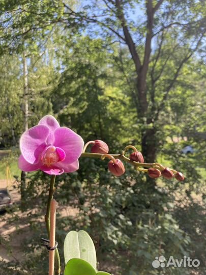 Орхидея фаленопсис