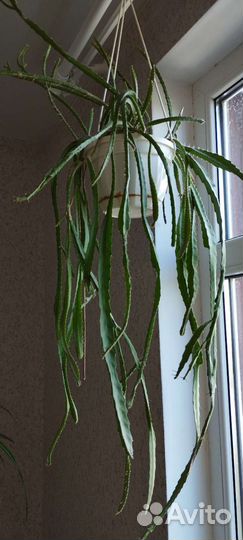 Кактус ампельный