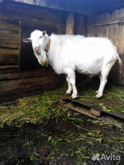 Услуги козла,козлики, козочки