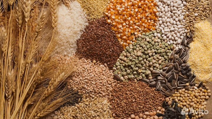 Корма для с/х животных