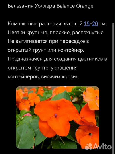 Бальзамины сортовые 11 шт. набором