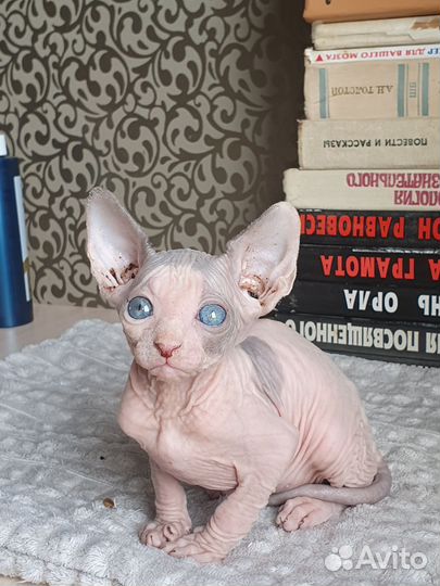 Канадский сфинкс котенок мальчик