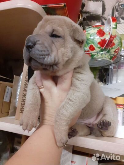 Щеночки шар-пея