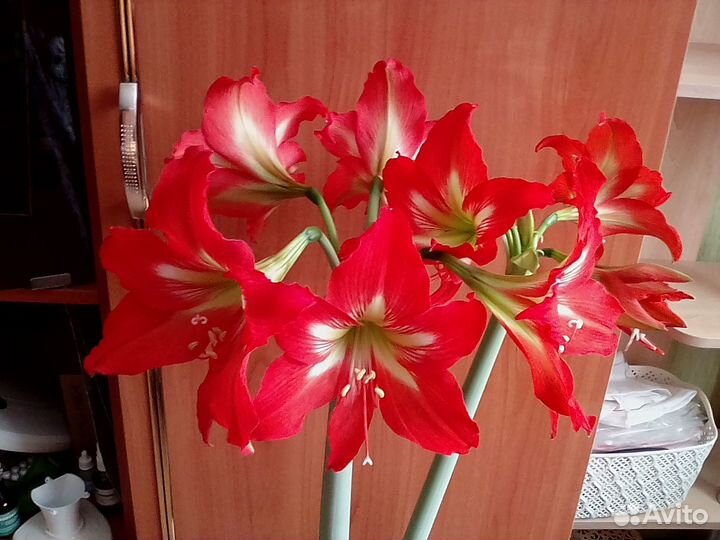 Комнатные цветы