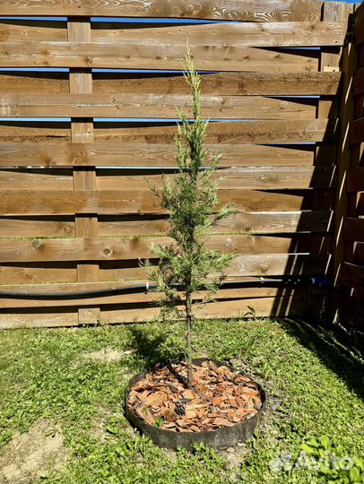 Можжевельник Вичита Блю 135 см