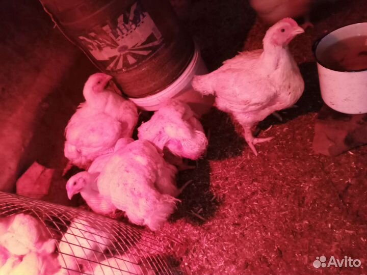 Бройлеры кобб 500