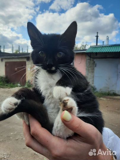 Кошка - крошка Сонечка )