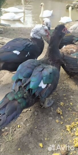 Индоутки семья