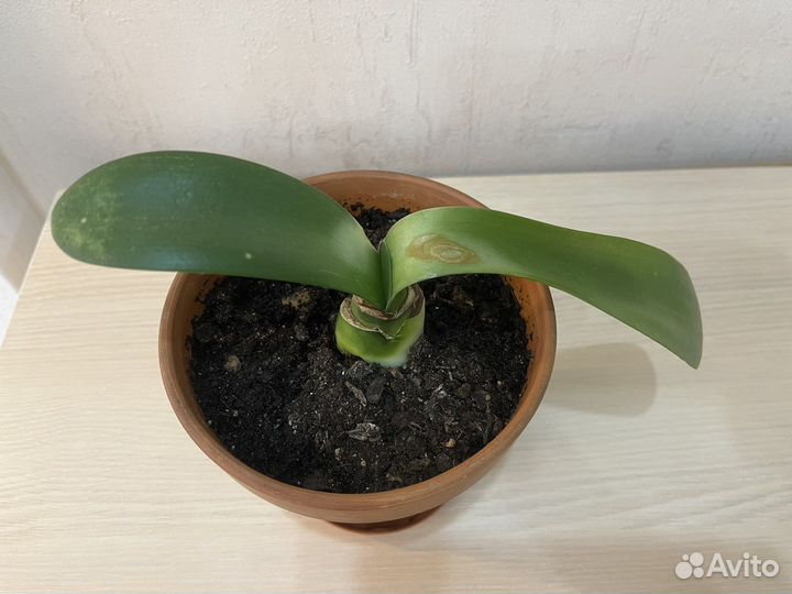 Комнатные растения (часть 3)