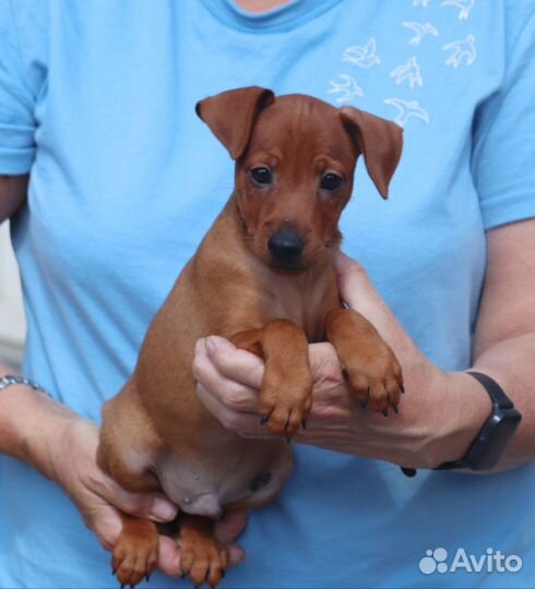 Цвергпинчер (карликовый пинчер - щенки)