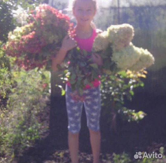 Гортензия древовидная Анабель