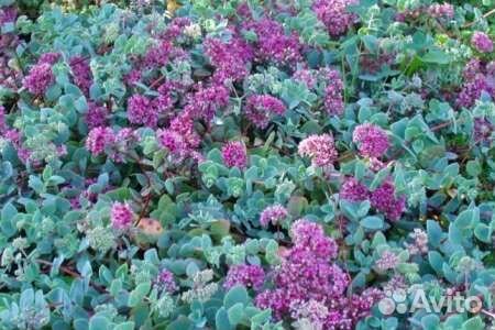 Многолетние цветы для сада