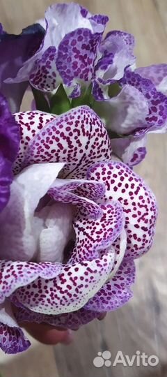 Глоксиния махровая