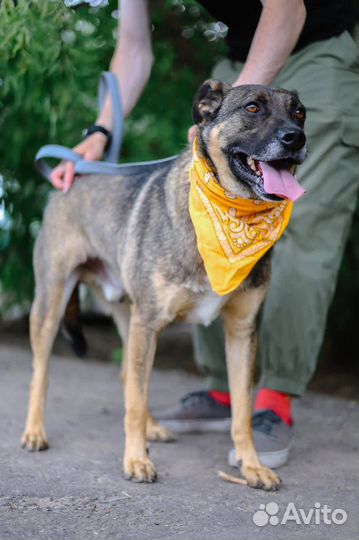 Собака ищет дом