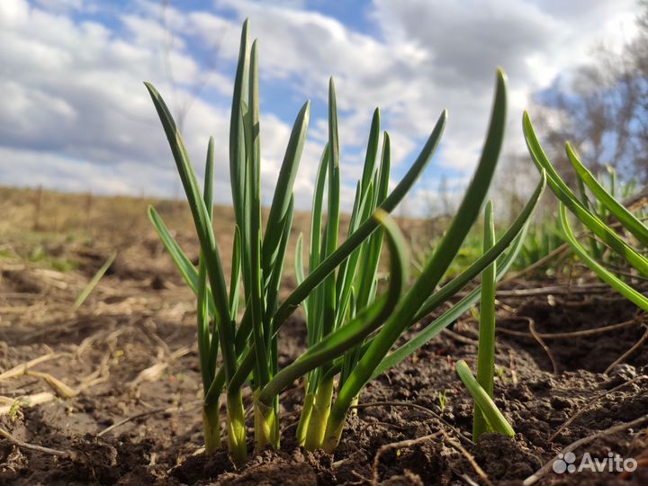 Зелень чеснока