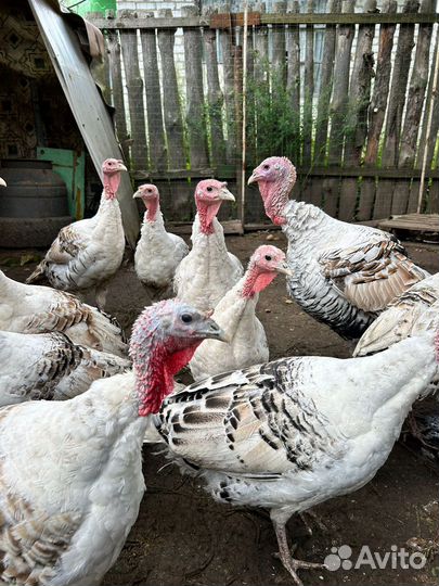 Индюки домашние