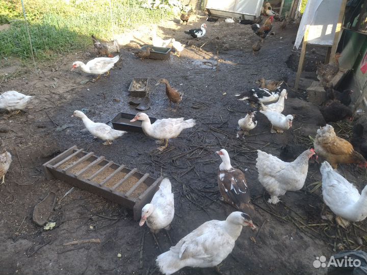 Селезень индоутки