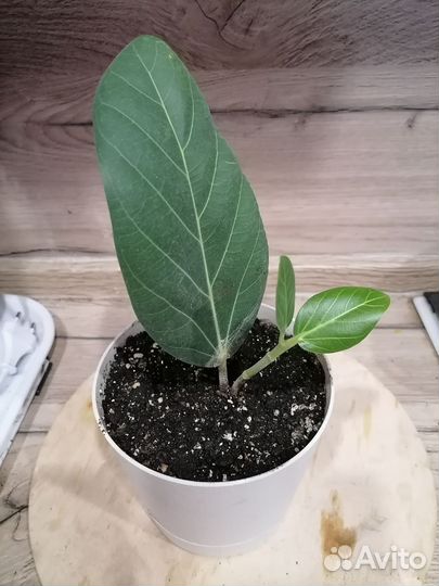 Фикус Одри (Андрей)