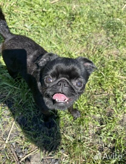 Догситтер/ Няня для собак/ Выгул собак