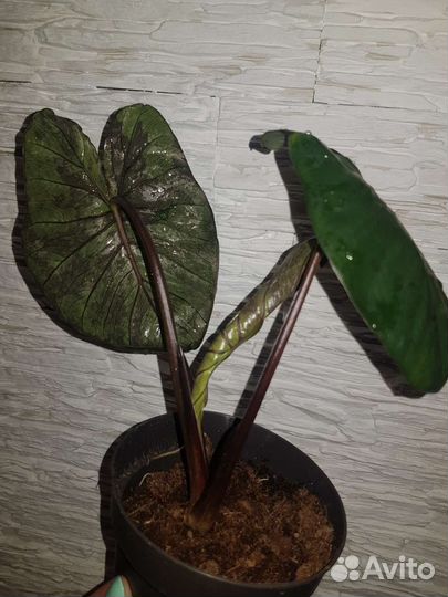 Алоказия Chocolate Green