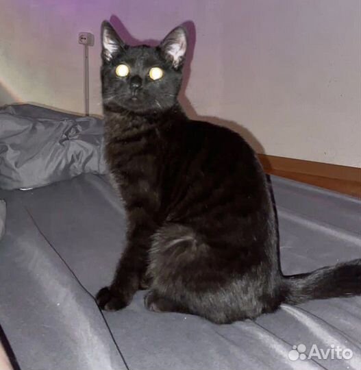 Британская кошка