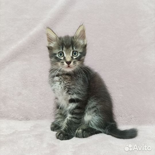Отдам котят