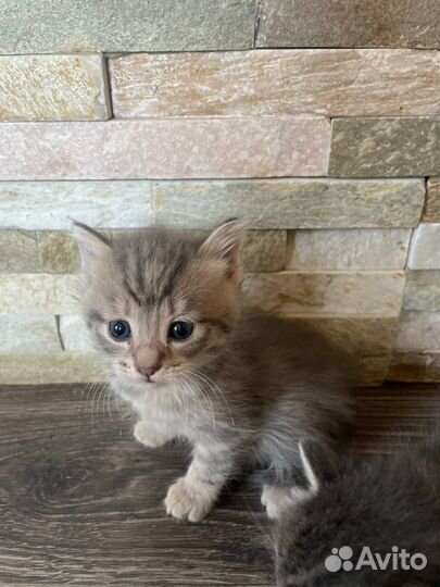 Котята в добрые руки даром