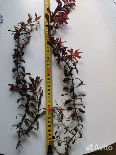 Аквариумные растения, улитки хелена