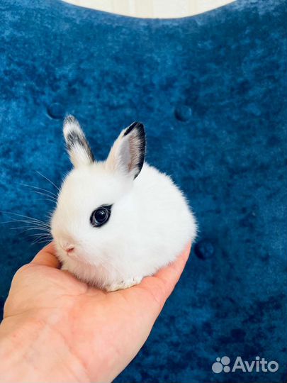 Кролики мини. Самые маленькие кролики