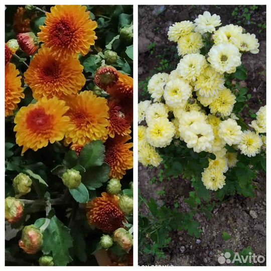 Хризантемы